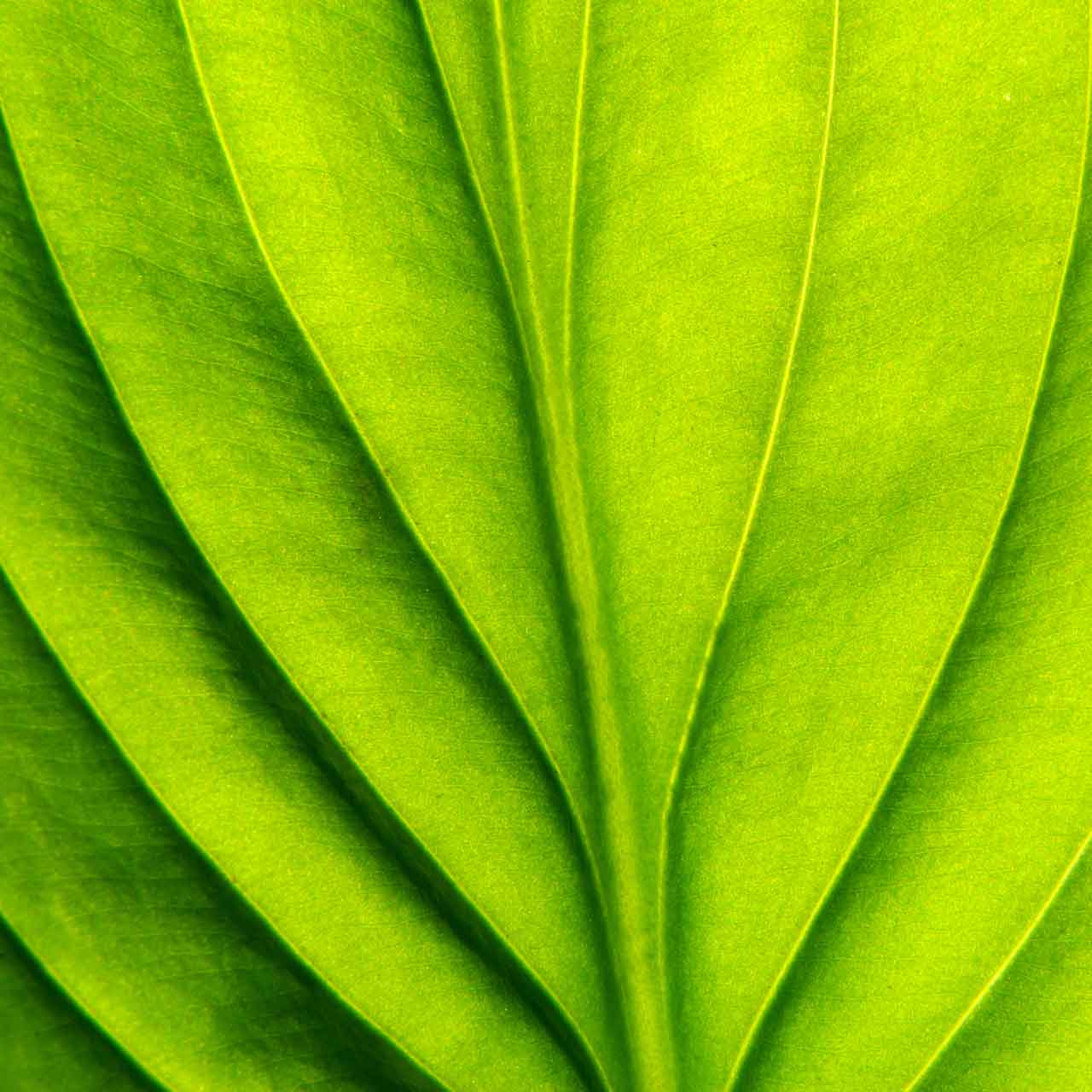 Hintergrundbild